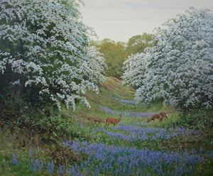 'Bluebells and Roe' - Original Oil Painting by Alistair Makinson - 60 x 70cm