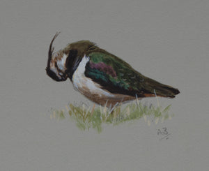 'Preening Lapwing' - Original Watercolour by Ashley Boon - 5" x 6"