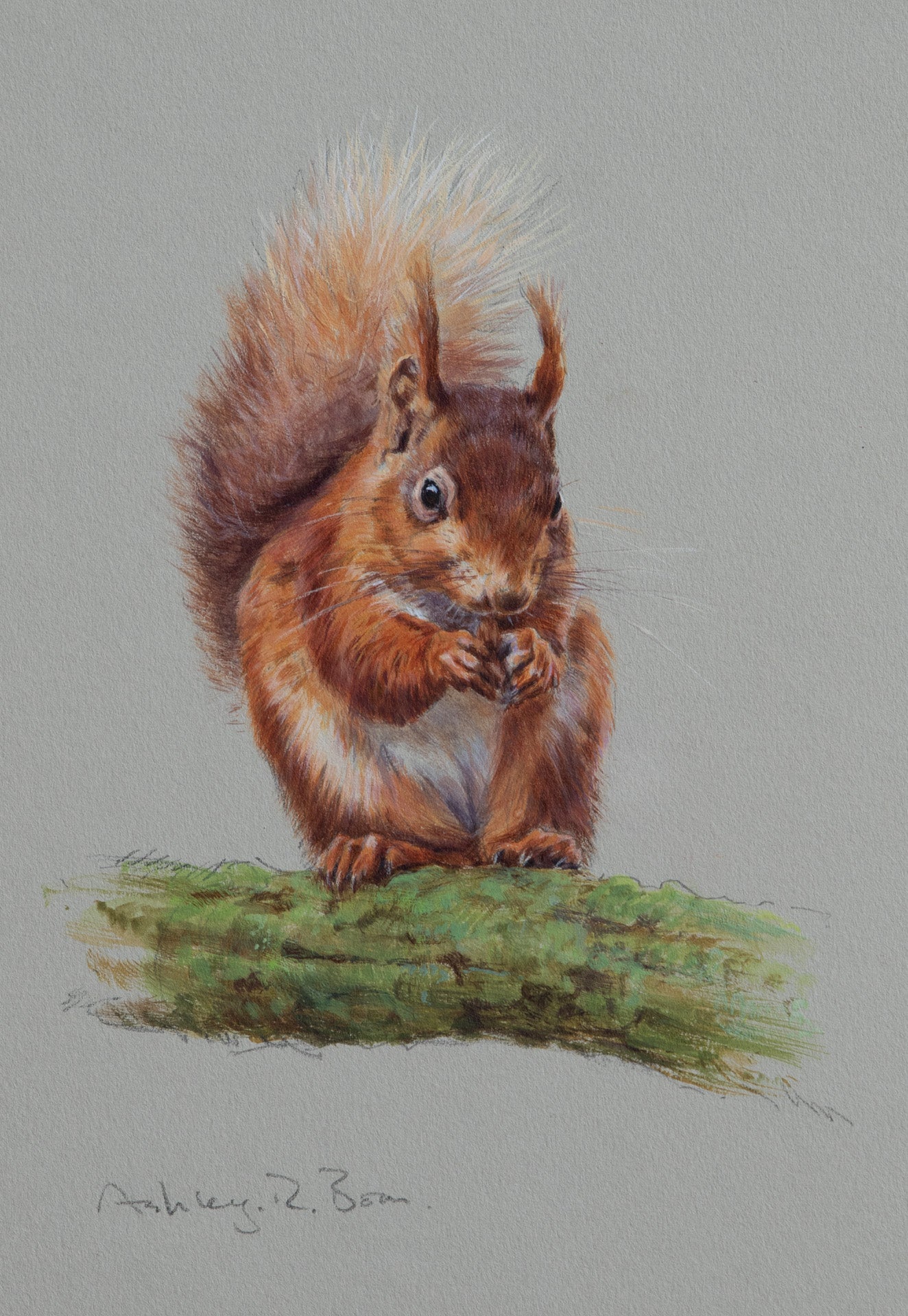 'Red Squirrel' - Original Watercolour by Ashley Boon - 9.25" x 7.25"