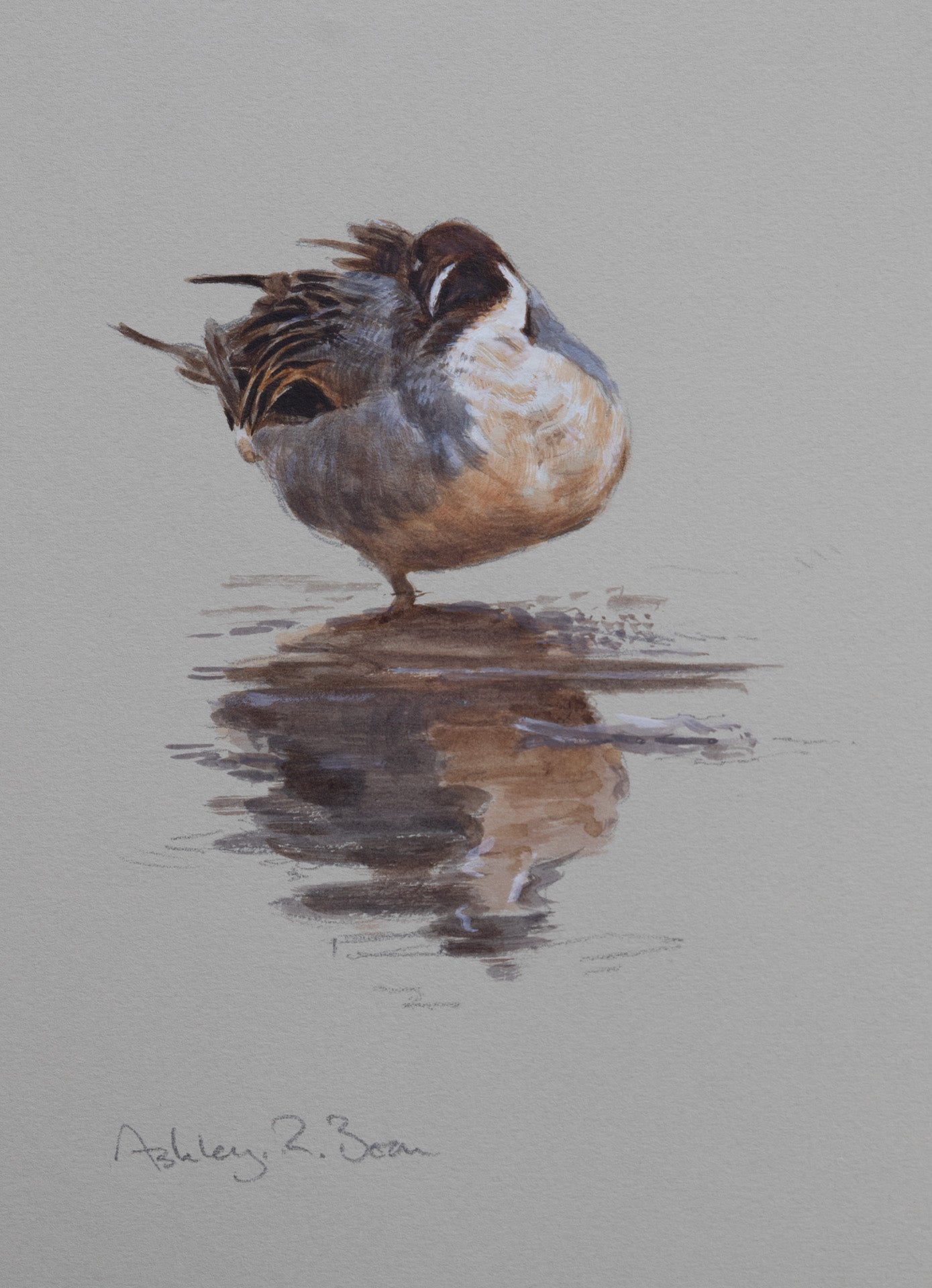 'Resting Pintail' - Original Watercolour by Ashley Boon - 9" x 6.75"