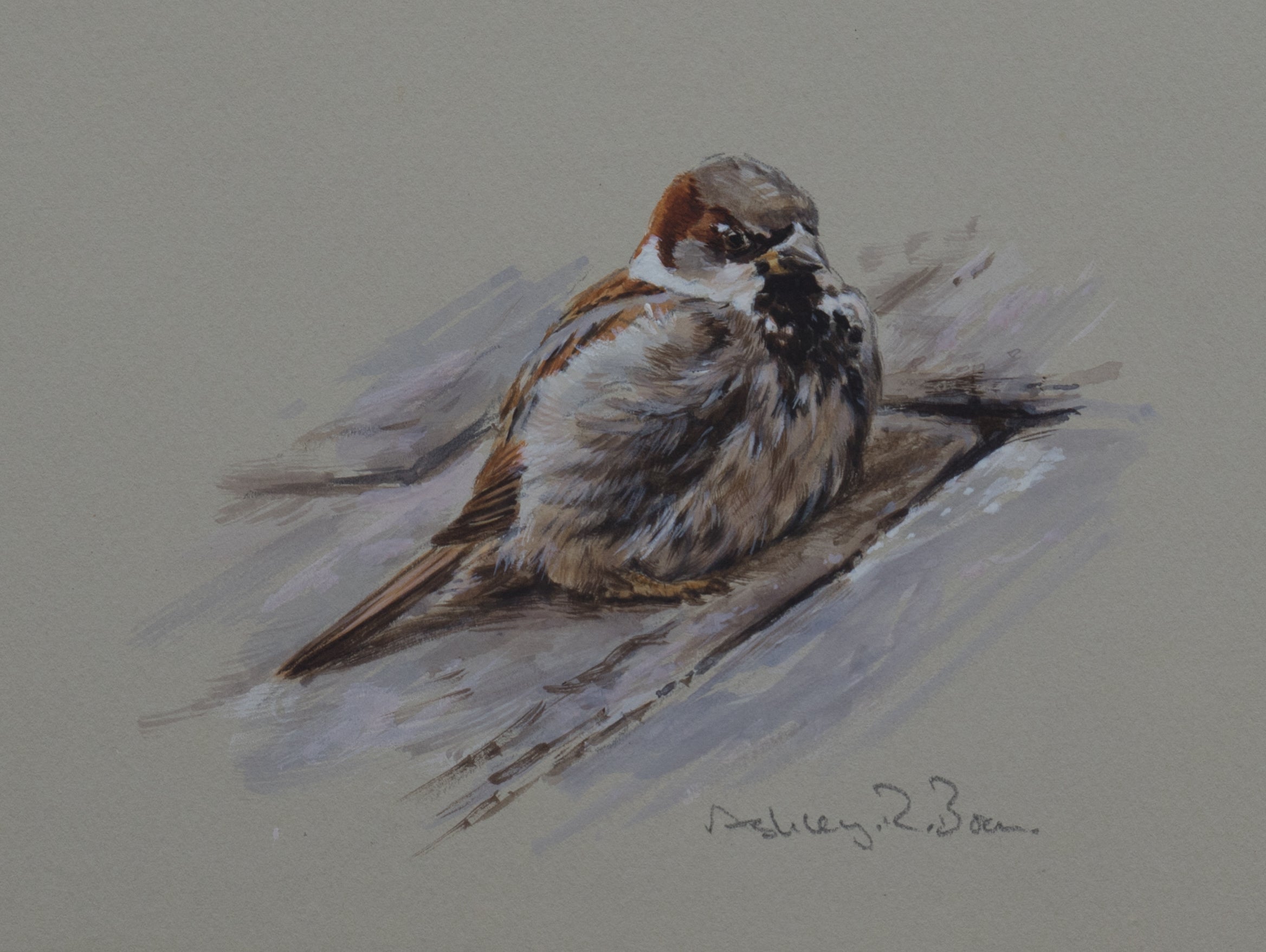 'Wet Sparrow' - Original Watercolour by Ashley Boon - 5.5" x 7"