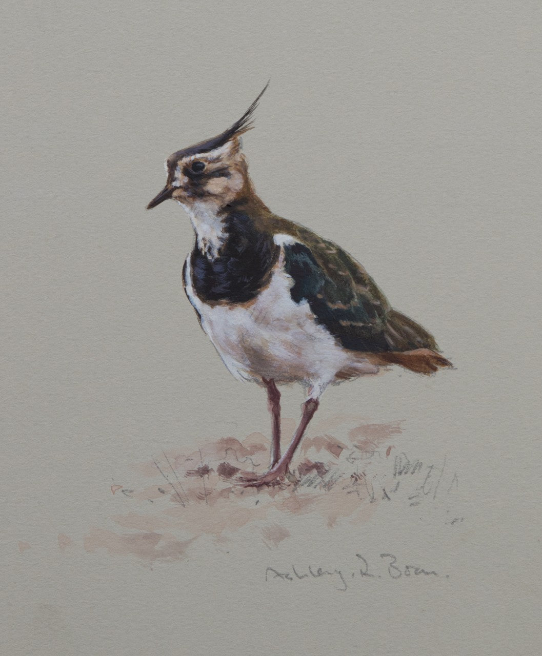 'Winter Lapwing Sketch' - Original Watercolour by Ashley Boon - 6.5" x 5.5"