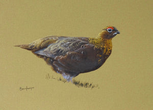 'Red Grouse' - Original Oil Painting by Ben Hoskyns